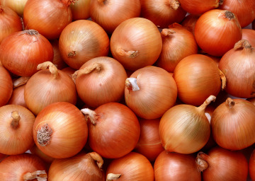 New Crop Fresh Onion Top Quality Onion