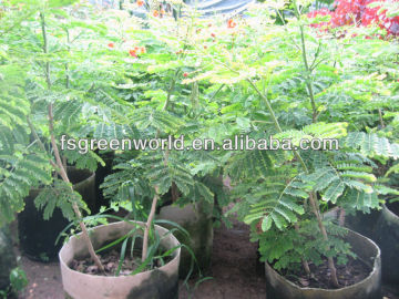 caesalpinia pulcherrima shrubs tree