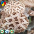 Färska svampar från Shiitake från djupa bergstockar