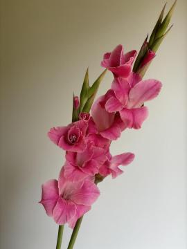 Royal Rose Gladiolus สำหรับงานแต่งงานและงานตกแต่ง