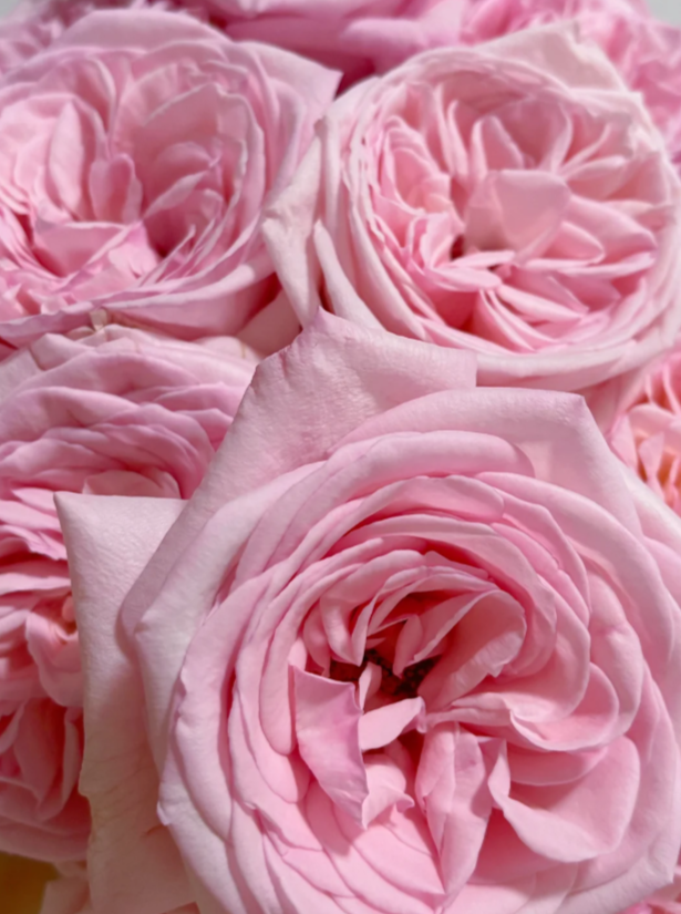 Pink O'Hara Rose