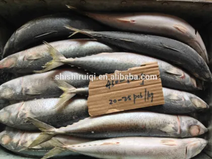 Pacific Mackerel fish