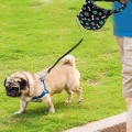 Long Dog Walking ABS Pet Automatic Traction Lead Τηλεσκοπικό τρακτέρ Πρεσάρεται πόρπη φρένου 5M