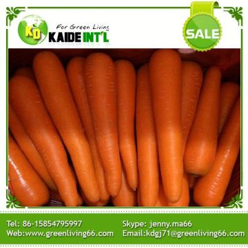 Shandong Bulk 2016 Carrots Fresh Vegetable