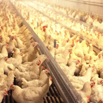 Chicken Feed Production Line and Brooder Feeder Systems for Farms