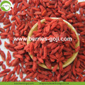 For Sale Fruit Anti Cancer Common Goji Berries