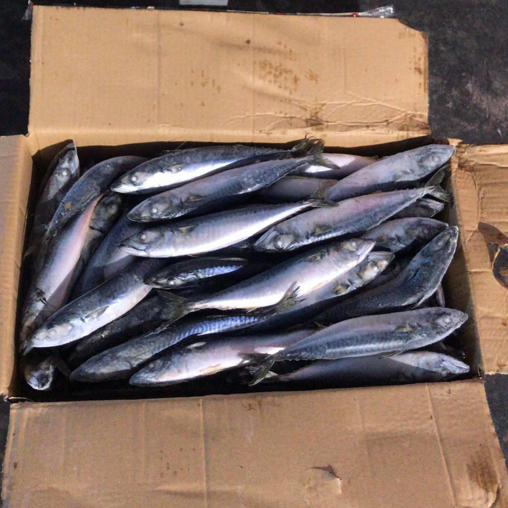 Whole Round Mackerel