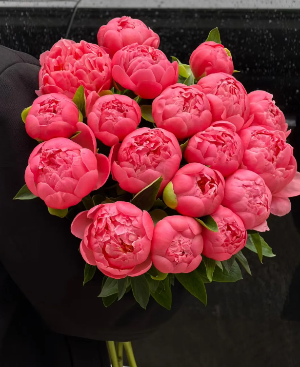 Paeonia Lactiflora Coral Sunset