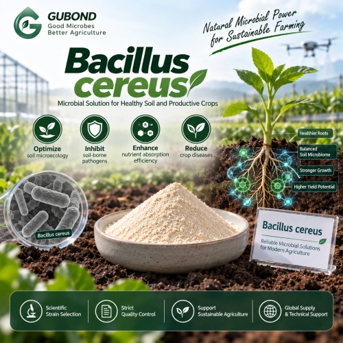 مسحوق Bacillus cereus الميكروبي للزراعة وتربية الأحياء المائية