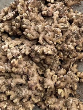 Long Shelf Life Small Yellow Ginger