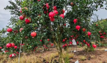 Luxury Gift-Boxed Mengzi Pomegranates Experience