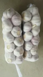 Normal  white garlic