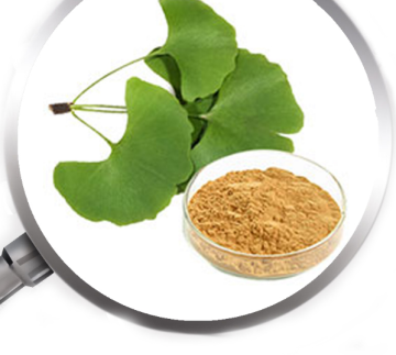 Ginkgo Biloba L inkgo biloba leaf extract powder