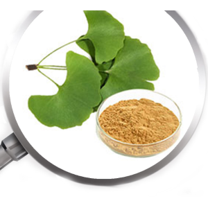 Ginkgo Biloba L inkgo biloba leaf extract powder