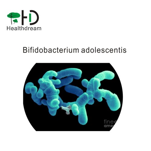 Factory supplies high quality  Bifidobacterium adolescentis