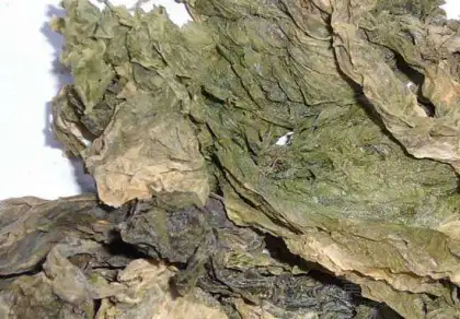 Kelp extract laminarin kelp powder feed grade