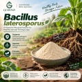 مسحوق بروبيوتيك Bacillus Laterosporus