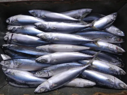 Wild Caught Frozen Wr 100-200g 300-500g Pacific Mackerel