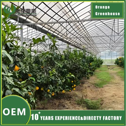 Аранжарэя прэміум-класа для вырошчвання свежых цытрусавых