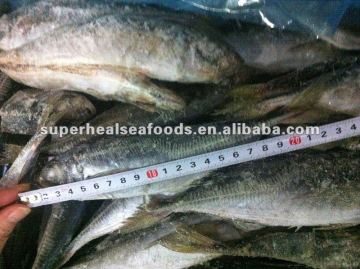 Mackerel frozen on board Trachurus japonicus