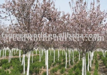 Prunus Cerasifera with flower