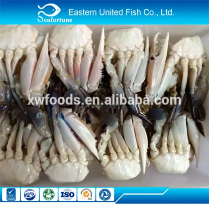 alibaba gold supplier export frozen sea crab