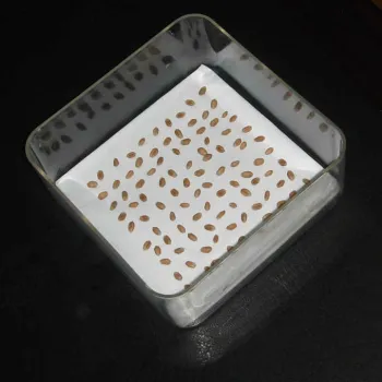 Laboratory research transparent seed germination box