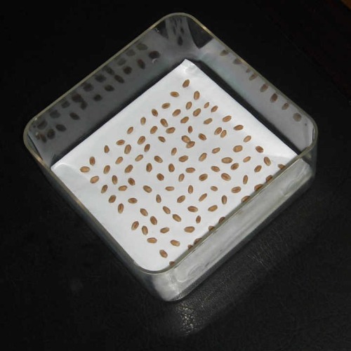 Laboratory Research Transparent Seed Germination Box, High Quality ...