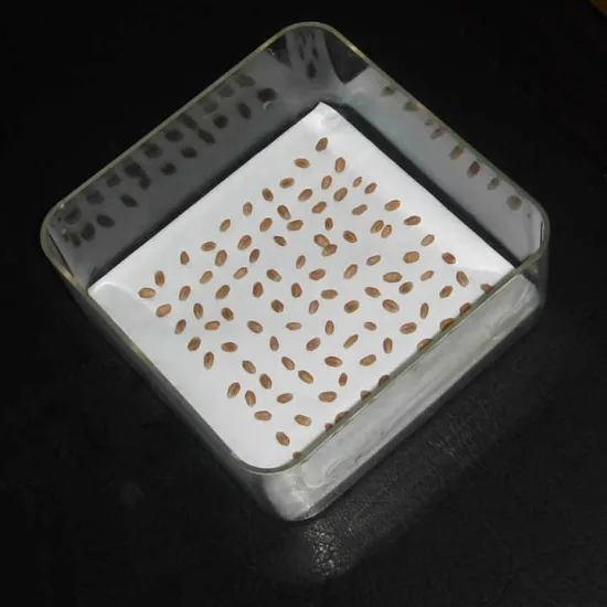 Laboratory research transparent seed germination box