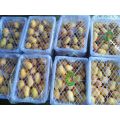 African Mango Seed Powder For Lose Weight
