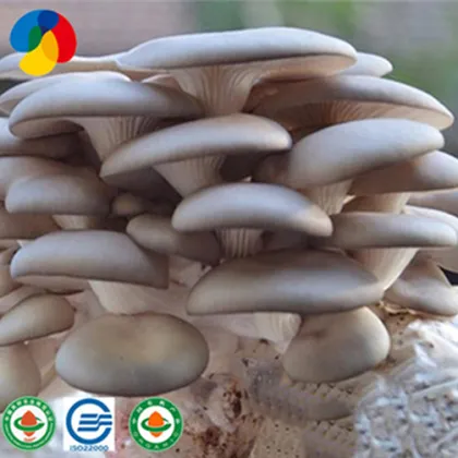 The World's Top Quality Oyster Mushroom Culture