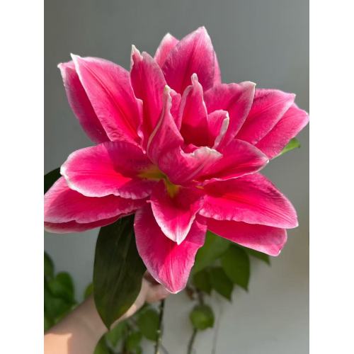 মানোস্কা ডাবল ওরিয়েন্টাল লিলি