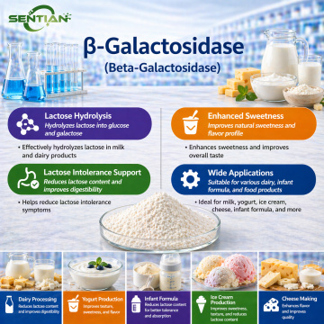 Anti Beta Galactosidase Enzyme for Research Use
