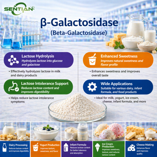 Anti Beta Galactosidase Enzyme for Research Use