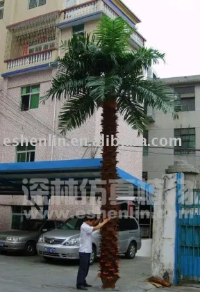 washington coconut tree( preservation coconut tree)