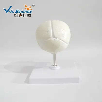 Life Size The model of fetus skull