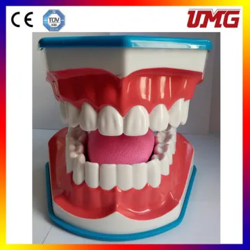Top Selling Dental Teeth Study Model