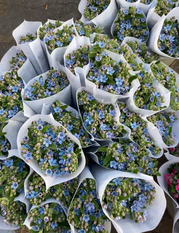 Oxypetalum Caeruleum