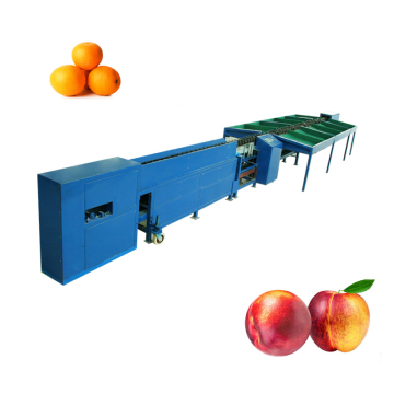 304 Stainless Steel Food Grade Fruit Weight Sorting Machine