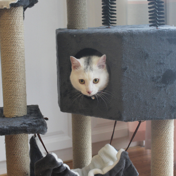 Condo Furniture Kitten Activity Tower Tree with Cave