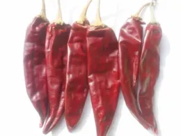 American red chilli