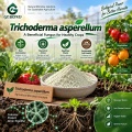 Trichoderma asperellum Microbial Powder لإدارة التربة والجذور