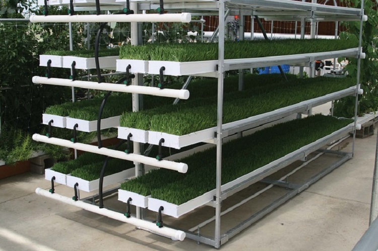 Hydroponic Fodder ProFeed Growing System1