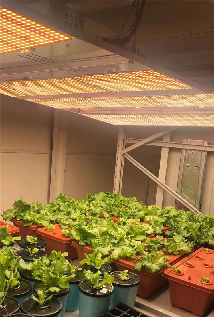 Best Quantum Board Grow Light