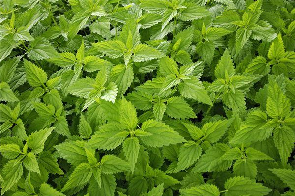 1% Beta-sitosterol Nettle Root extract Cas No. 83-46-5