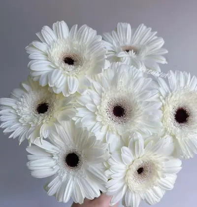 Standard white chrysanthemum YiLi Gerbera