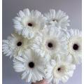 স্ট্যান্ডার্ড সাদা চন্দ্রমল্লিকা YiLi Gerbera