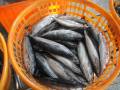 Lumo di pesce di tonno Skipjack congelato con alta qualità