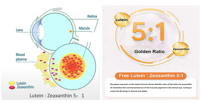 lutein 51