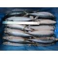 Chinese Frozen Mackerel 300 500gr Pacific For Africa